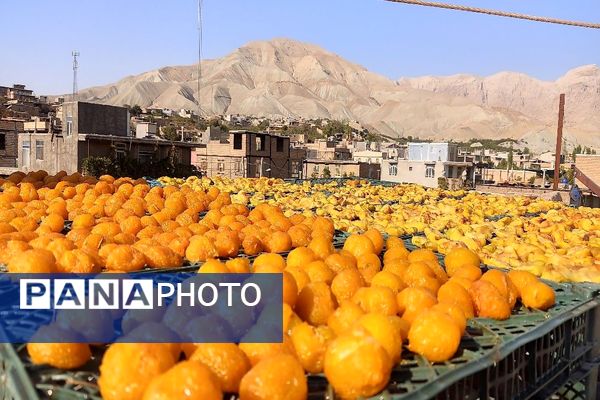 فصل برداشت میوه های پاییزی در شهر زیبای بار نیشابور.