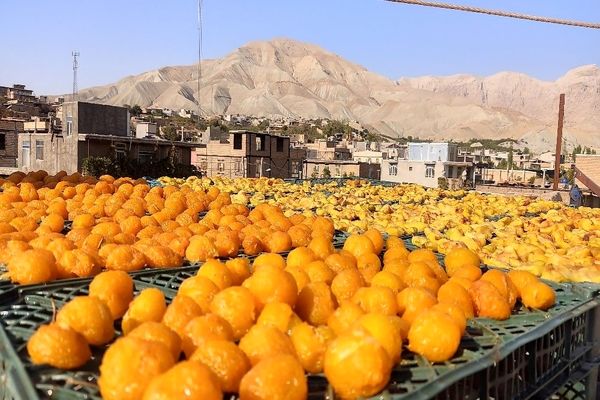 افزایش دو برابری ذخایر میوه شب عید برای کنترل بازار