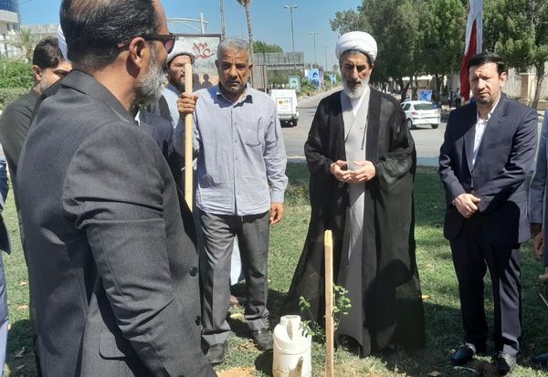 کاشت درخت زیتون در فلکه قدس بوشهر