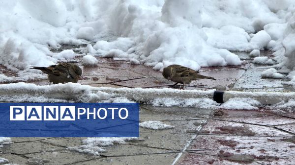 بروجن در پوشش سفیدی برف