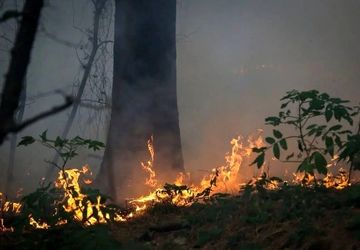 واکنش علیرضا قربانی به سوختن جنگل‌های هیرکانی/ درختان همه دود پیچان به تاراج باد