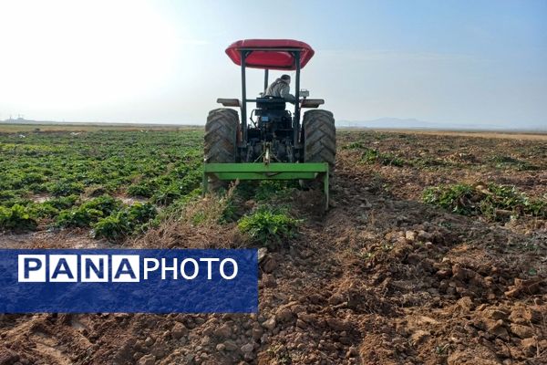 برداشت چغندرقند در روستای مفرنقا