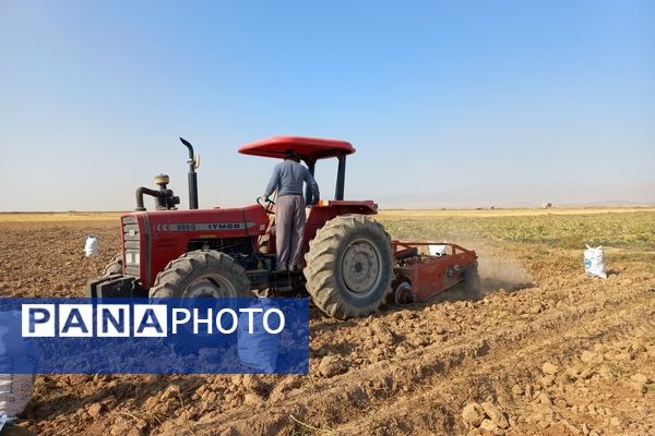 برداشت محصول سیب زمینی در روستای داغیان