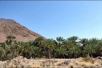 روستای نیزار قلب صادرات خرمای پیارم حاجی‌آباد 