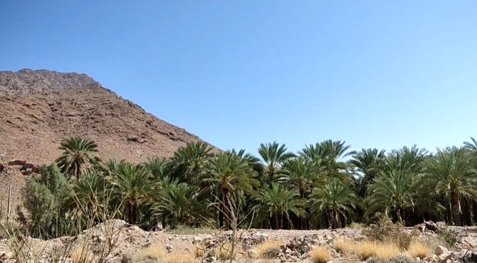 روستای نیزار قلب صادرات خرمای پیارم حاجی‌آباد 