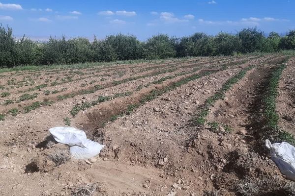 گوجه‌فرنگی؛ الماس قرمز گلدشت زیر سایه کم‌آبی