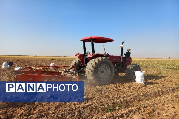 برداشت محصول سیب زمینی در روستای داغیان