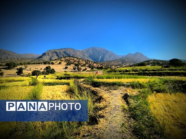 قاب‌های ماندگار از برداشت برنج در منطقه میانکوه 