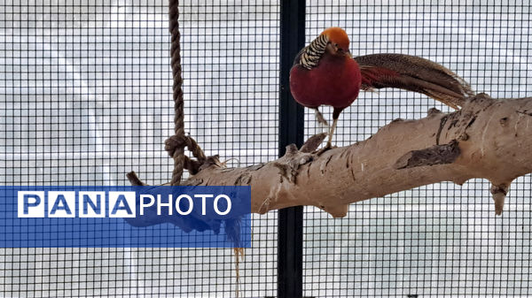 باغ پرندگان قم: جاذبه‌ای بی‌نظیر در قلب کشور