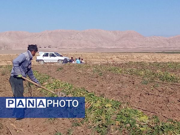 برداشت چغندر قند از مزارع دشت گل آغاز شد