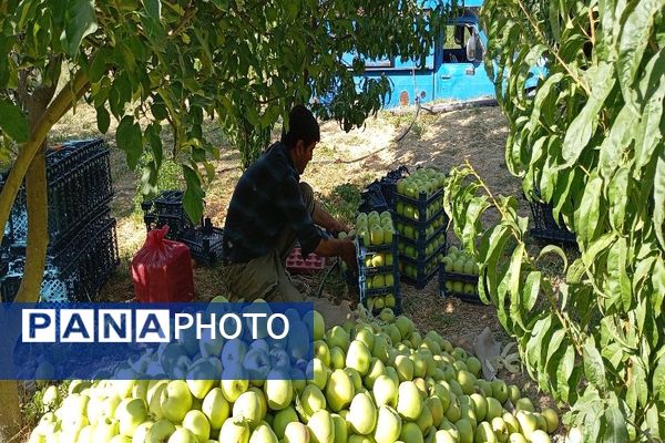 فصل برداشت میوه های پاییزی در شهر زیبای بار نیشابور.