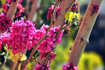 بهاری دیگر، قصه‌ای دیگر