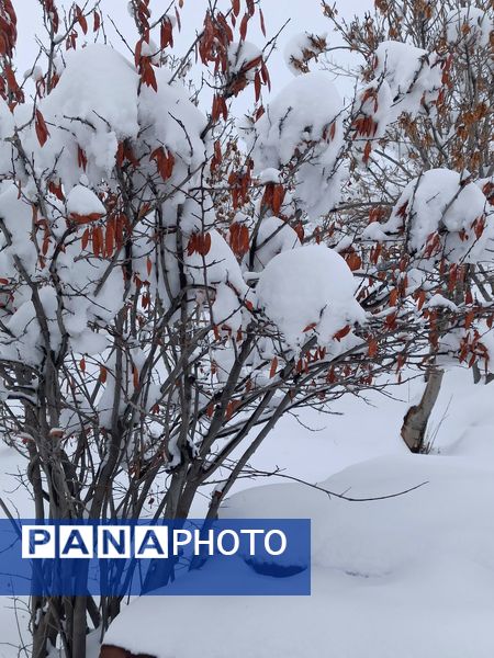 بارش برف جلوه ای از نعمت الهی در روزهای سفید باخرز