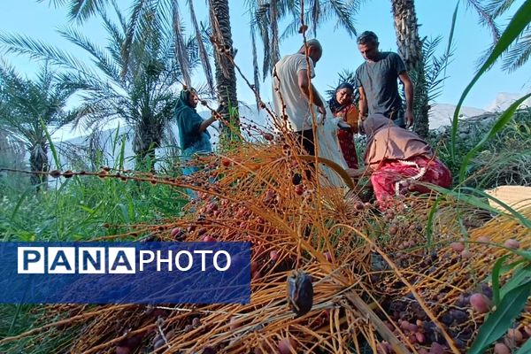 برداشت خرما در شهر رویدر 