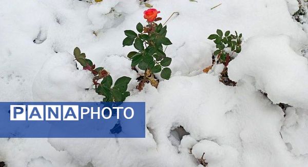 سپیدی بر چهره نیشابور، لبخند پاییز بر دیار فیروزه‌ای