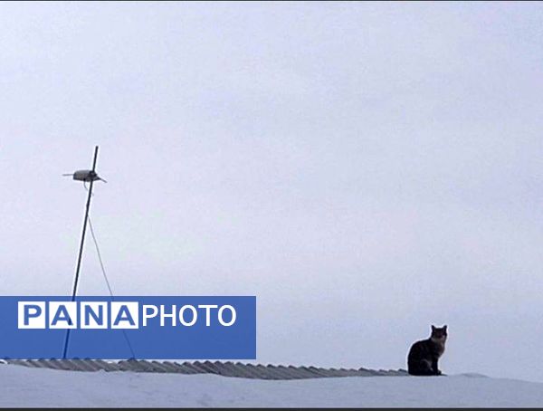 برف زمستانی، مهمان شهرستان کیار