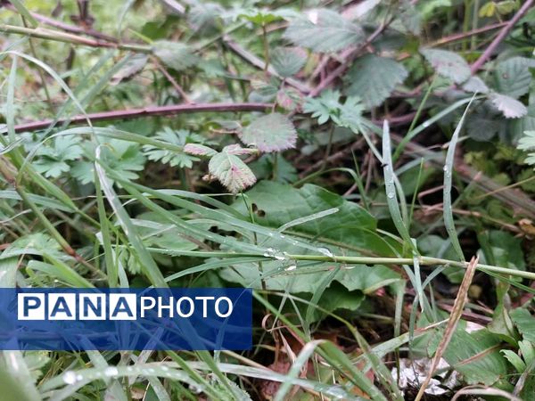 کردکوی، سرسبزترین شهرستان گلستان