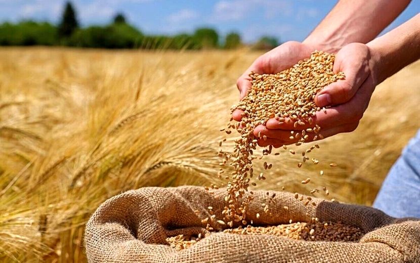 هفت هزار و ۵۰۰ میلیارد تومان به حساب کشاورزان گندم‌کار واریز شد