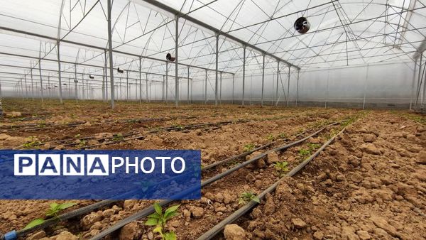 فاز دوم مجتمع گلخانه‌ای لردگان، آغاز فصل جدیدی در کشاورزی پایدار