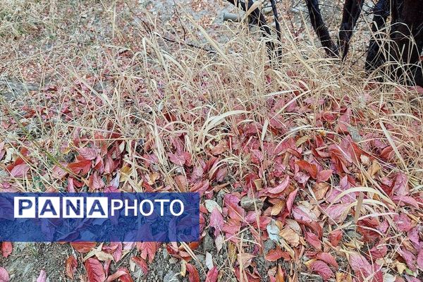 چهره شفاف و دل انگیز شهربارنیشابور با بارش  باران پاییزی  