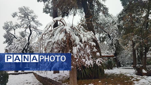 درختان طلایی ، سفید پوش شدند 
