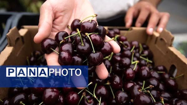 برداشت گیلاس در آذربایجان شرقی