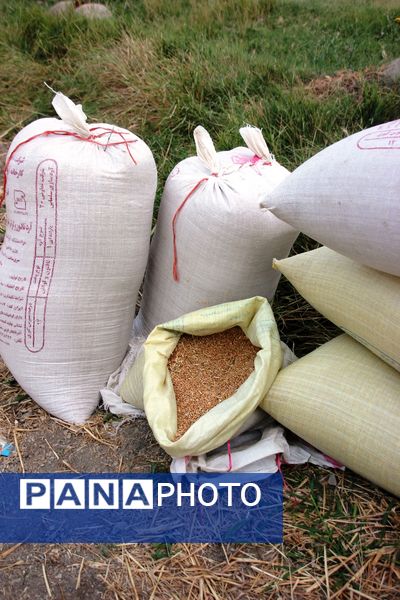 آغاز برداشت گندم در شهرستان ارومیه