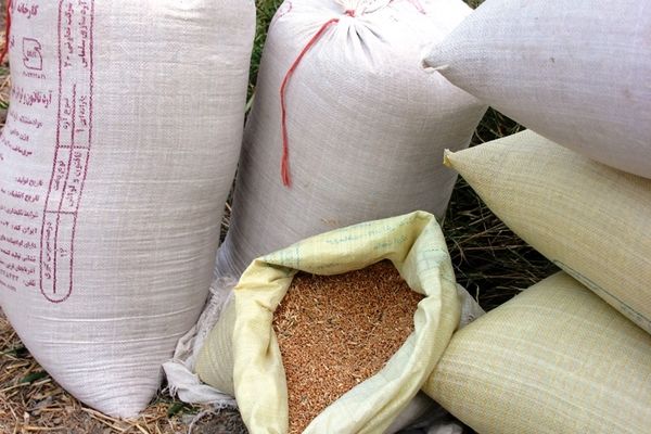 واریز ۵۰ هزار میلیارد تومان بابت خرید تضمینی گندم‌کاران