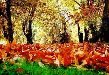 سفری کوتاه به شیاسی، سرزمینی در نزدیکی آسمان