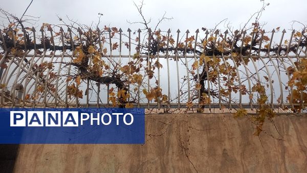 بارش  باران پاییزی در نیشابور