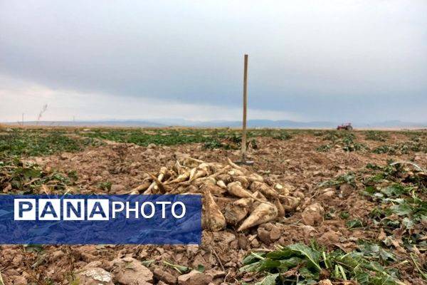 برداشت چغندرقند در روستای مفرنقا