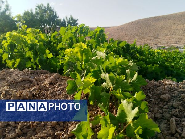 گزکوه، قطب انگور خراسان شمالی 