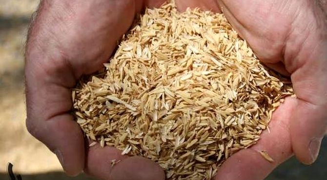 برداشت شلتوک در شهرستان رستم آغاز شد



