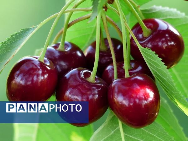 برداشت گیلاس در آذربایجان شرقی