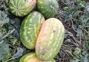 برداشت هندوانه پاییزه در میناب