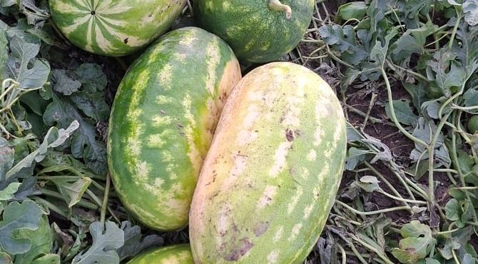 برداشت هندوانه پاییزه در میناب