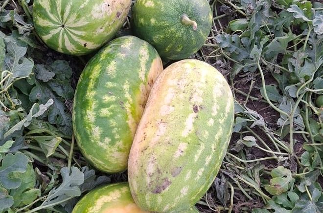 برداشت هندوانه پاییزه در میناب