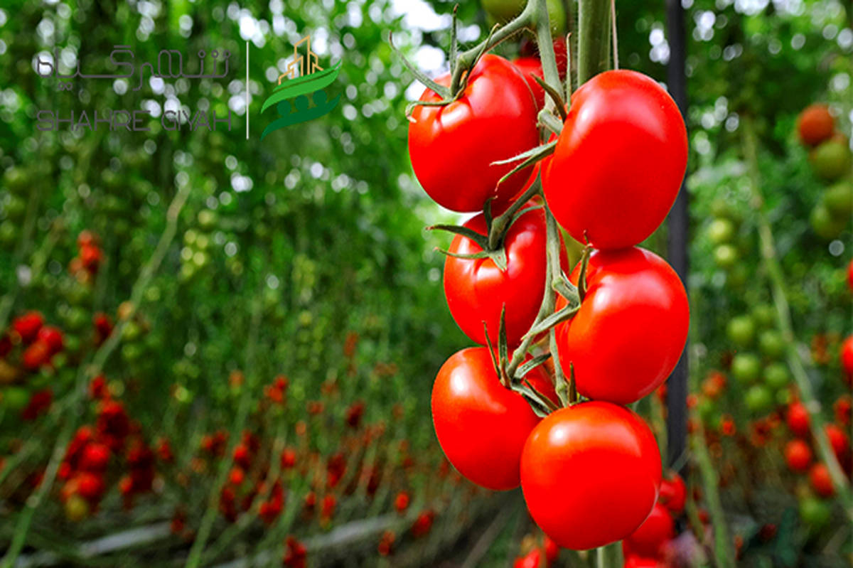 رکوردشکنی کشاورز بیضایی با تولید بیش از ۵ هزار تُن گوجه‌فرنگی