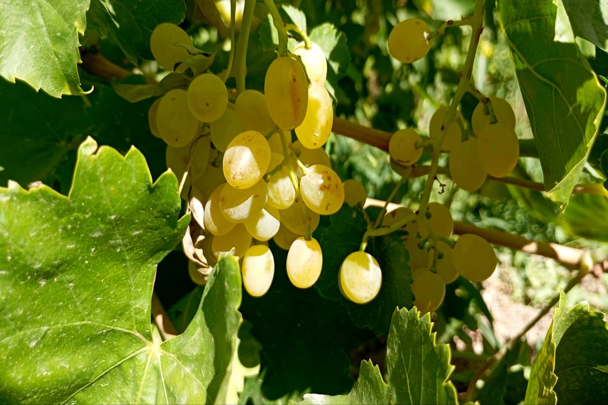 برداشت انگور در روستای گزکوه زیر سایه خشکسالی