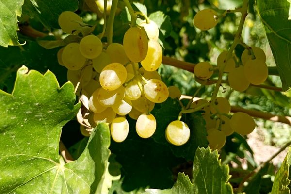 برداشت انگور در روستای گزکوه زیر سایه خشکسالی
