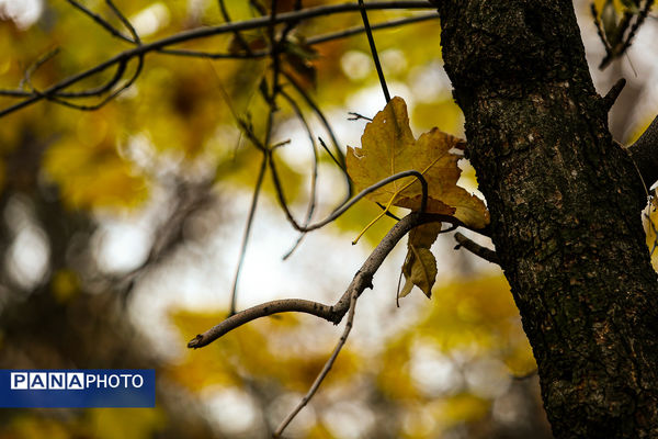 پاییز خیال انگیز در پارک جمشیدیه