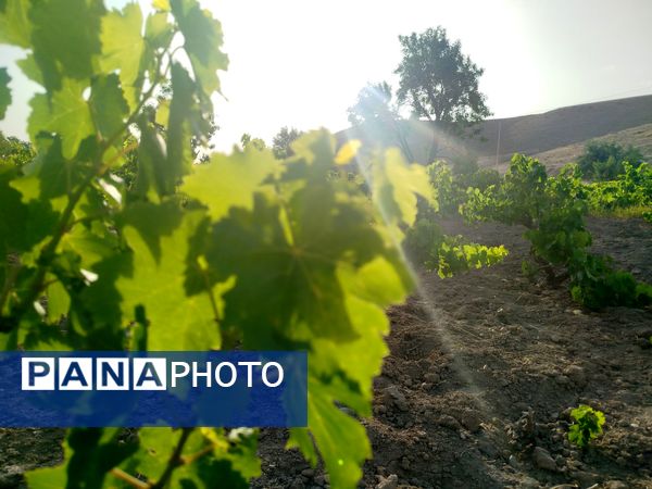 گزکوه، قطب انگور خراسان شمالی 