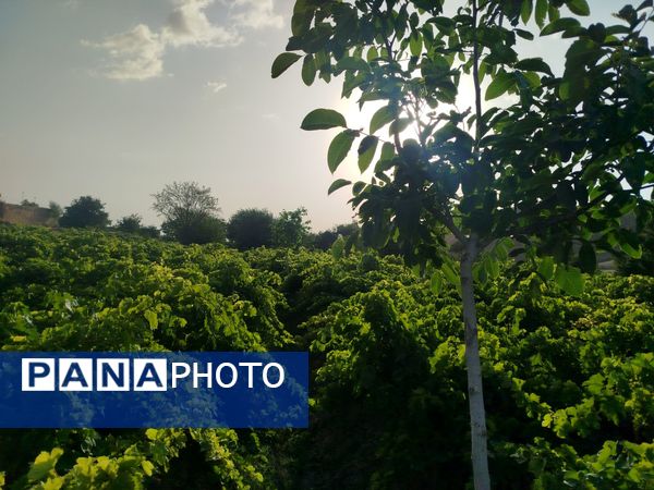 گزکوه، قطب انگور خراسان شمالی 