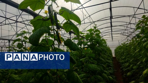 بازدید از گلخانه نمونه خسروشاه در هفته بسیج