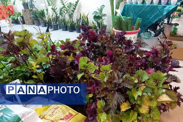 نمایشگاه گل و گیاه در نمایشگاه دائمی قرچک