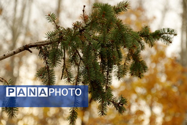 خلوت سرای پاییزی سعدآباد