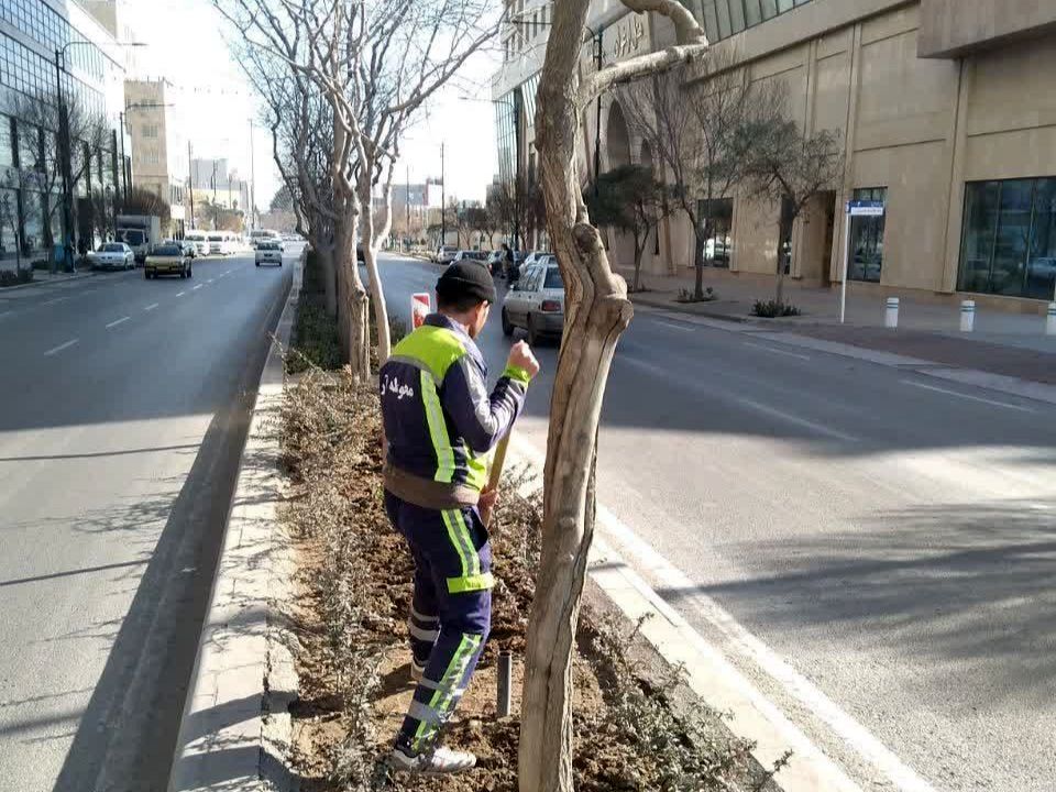  اجرای پوشش درختان با خمیر بُردو تا حفر چالکود