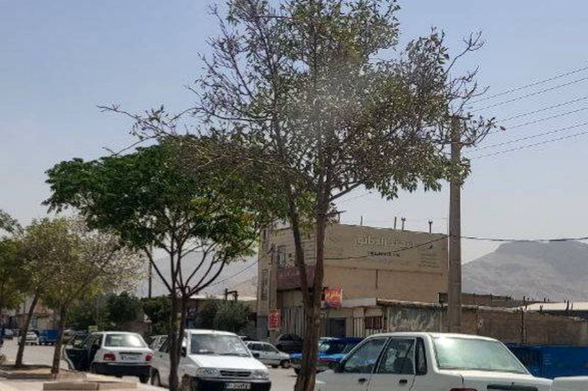 خشکیدگی بخشی از درختان بلوار شهید سلیمانی خرم‌آباد؛ ضرورت توجه به فضای سبز