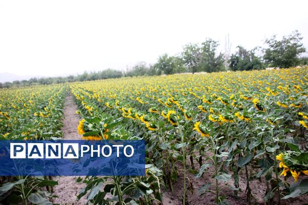مزرعه آفتابگردان در سلماس