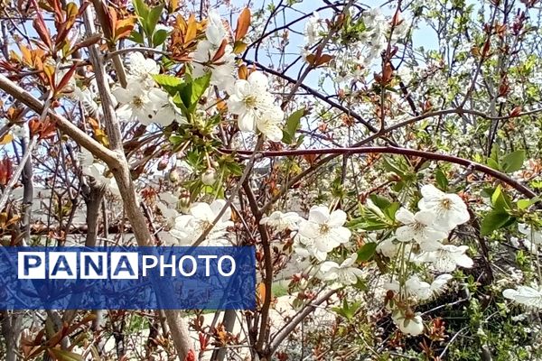 شکوفه‌های بهاری در شهرستان سملقان